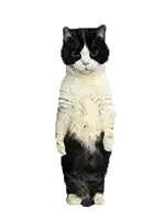 a black and white cat is standing on its hind legs with its arms outstretched .