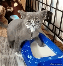 a kitten is standing next to a blue bowl of milk .