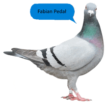 a pigeon with a speech bubble that says fabian pedal on it