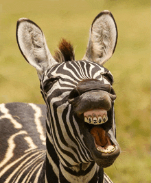 a close up of a zebra 's mouth and teeth with $ 200 written on them