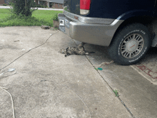 a gmc truck is parked in a driveway with a cat laying on the sidewalk