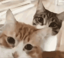 two cats are standing next to each other on a wooden floor looking at the camera .