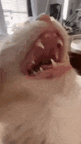 a close up of a cat 's mouth with its mouth open .