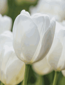 a close up of a white tulip with green stems