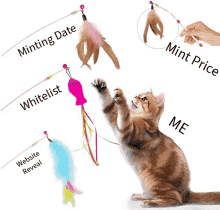 a cat is playing with a toy that says minting date