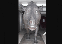 a statue of a pig with a large nose is standing in a dark room