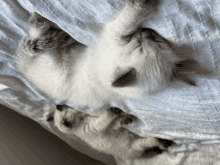 a cat laying on its back on a bed with a white blanket