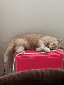 a cat laying on top of a pink box with its eyes closed