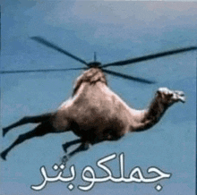 a camel is flying in the air with a helicopter attached to it .