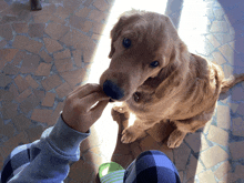 a person is feeding a dog a treat while wearing plaid pants