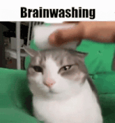 a cat is being brushed by a person on a green background .