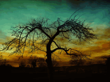 a tree without leaves is silhouetted against a cloudy sky at sunset