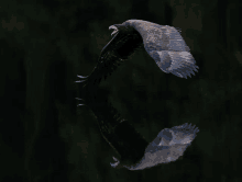 a bird is flying over a body of water and its reflection is visible