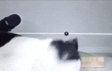 a black and white cat is playing with a ball in a box .