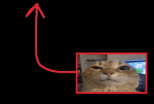 a picture of a cat with an arrow pointing upwards