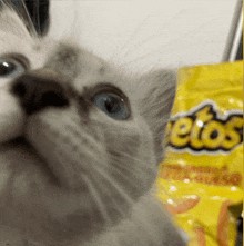 a close up of a cat next to a bag of cheetos chips