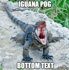 a lizard with its mouth open and the words iguana pog bottom text written below it