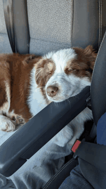 a brown and white dog is sleeping on the back seat of a car