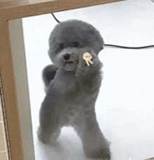 a small gray dog is standing on a white surface and holding a key in its mouth .