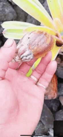 a close up of a person holding a snail in their hand .