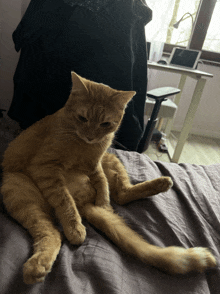 a cat laying on a bed with a laptop on the desk behind it