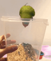 a green parrot is sitting in a clear plastic container