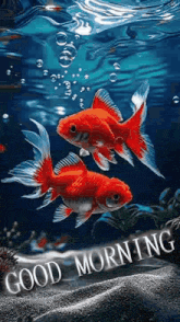 a couple of goldfish are swimming in a tank with bubbles in the water .