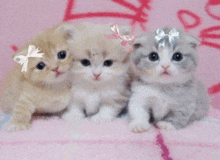 three kittens are sitting on a pink blanket and one has a bow on its head