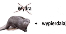 a picture of an otter with the words wydra + wypierdalai written on it .