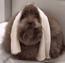 a dog with a towel wrapped around its head looks at the camera