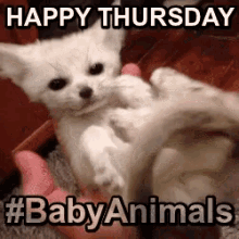 a white kitten is being held by a person and says happy thursday #baby animals