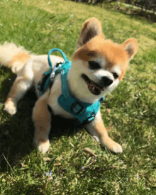 a small dog wearing a blue harness is laying on the grass