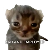 a picture of a kitten with the words sad and employed below it