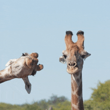 two giraffes are looking at each other and one has its ear up