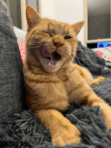 an orange cat is yawning on a couch with its eyes closed