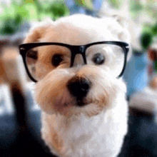 a small white dog wearing glasses is looking at the camera