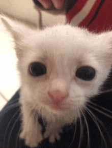 a person is holding a small white kitten with black eyes