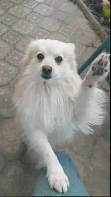 a white dog is standing on its hind legs and waving its paw