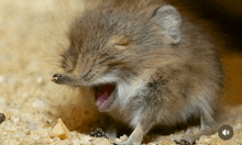 a close up of a mouse yawning with a sound button below it