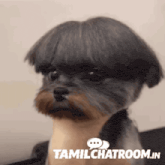 a small dog with a very short haircut is being held by a person with tamilchatroom.in written below it