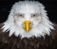 a bald eagle with a yellow beak is looking straight at the camera