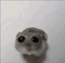 a close up of a hamster with big eyes looking at the camera