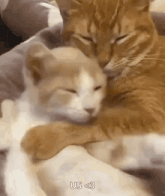 a couple of cats hugging each other on a bed with the caption us < 3 .