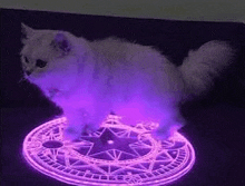 a white cat is standing on top of a purple glowing circle .