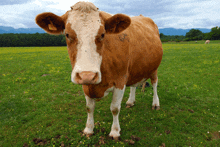 a brown and white cow standing in a grassy field with mountains in the background