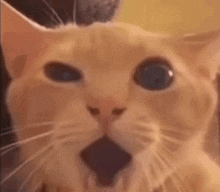 a close up of a cat 's face with its mouth open and a surprised look on its face .