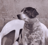 a black and white dog is sitting next to a white dog and looking at the camera .