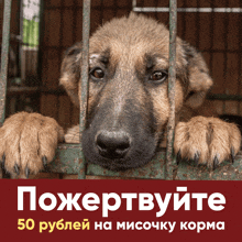 a german shepherd puppy in a cage with a sign that says 50 rubles