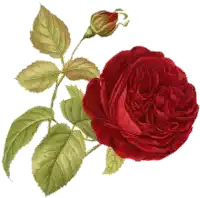 a red rose with green leaves and a bud on a white background