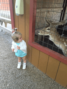 a little girl standing in front of a fence looking at two deer